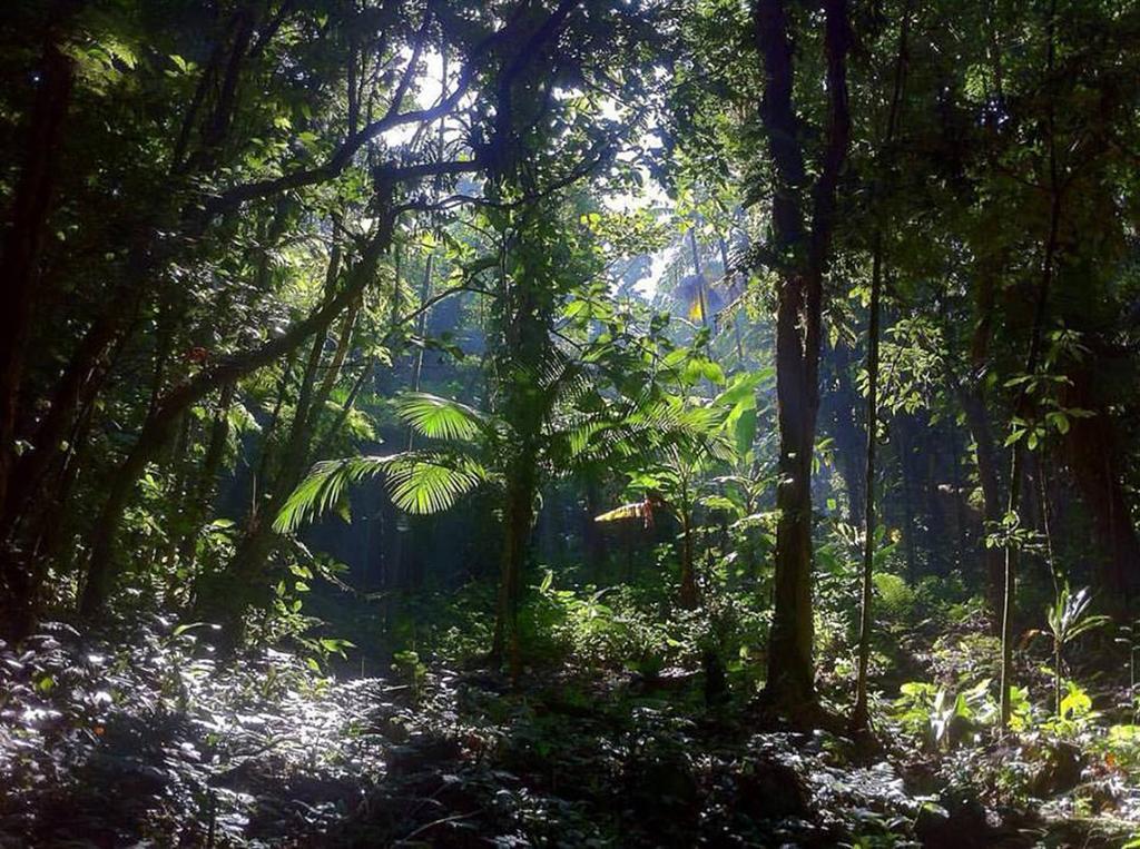 Отель Casa Bacarira - Floresta Com Yoga E Cafe Da Manha Vegano Камбури Экстерьер фото